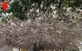 Hàng nghìn người đến lễ hội hoa anh đào vào dịp cuối tuần